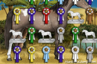 Horse Color:Gray Black Pearl Appaloosa 