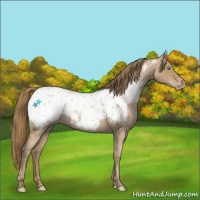 Horse Color:Blue Roan Pearl Appaloosa 