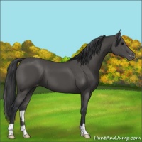 Horse Color:Black Appaloosa 