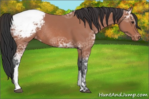 Horse Color:Bay Ice Appaloosa Rabicano 