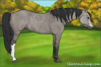 Horse Color:Grullo Rabicano