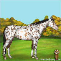 Horse Color:Gray Amber Champagne Appaloosa 