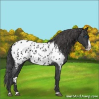 Horse Color:Black Splash Near Leopard 