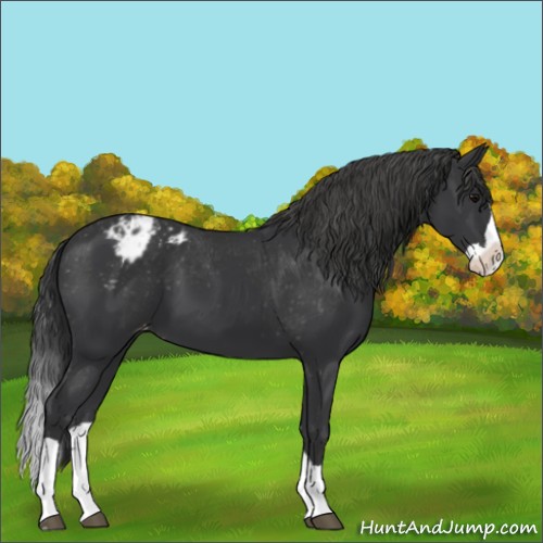 Horse Color:Black Splash Appaloosa 