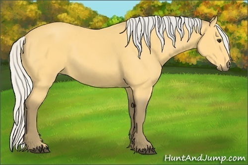 Horse Color:Silver Buckskin 