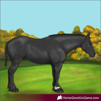 Horse Color:Black 
