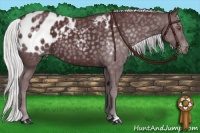 Horse Color:Chocolate Silver Black Chinchilla Appaloosa