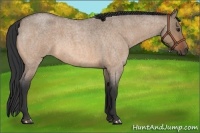 Horse Color:Bay Roan Dun 