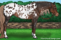 Horse Color:Liver Chestnut Appaloosa Rabicano