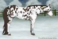 Horse Color:Midnight Bay Sabino Appaloosa 