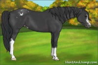 Horse Color:Black Appaloosa