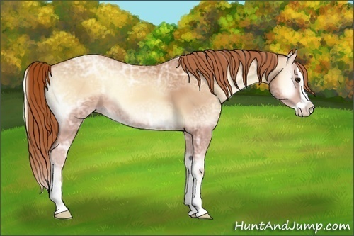 Horse Color:Gold Champagne Ice Onyx Splash 