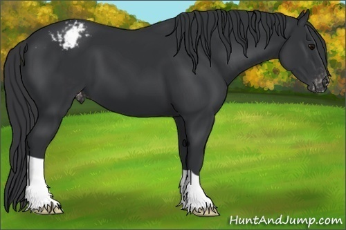 Horse Color:Unknown 