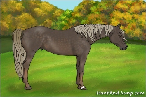 Horse Color:Liver Chestnut 