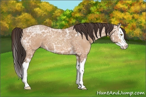 Horse Color:Amber Champagne Ice Splash