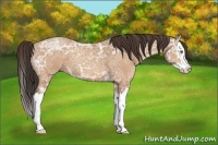 Horse Color:Amber Champagne Ice Splash 