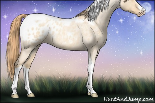 Horse Color:Gold Champagne Roan Dun Splash Tobiano Frame Appaloosa Rabicano 