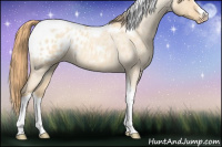 Horse Color:Gold Champagne Roan Dun Splash Tobiano Frame Appaloosa Rabicano 
