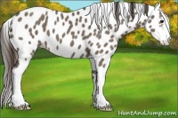 Horse Color:Smoky Grullo Roan Sabino Appaloosa
