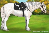 Horse Color:Silver Amber Champagne Roan Dun Splash Tobiano Frame Appaloosa Rabicano 