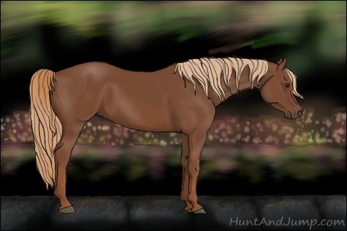 Horse Color:Chestnut 