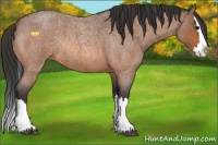 Horse Color:Bay Roan Sabino Splash Rabicano