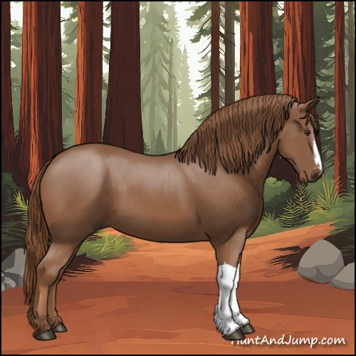 Horse Color:Chestnut 