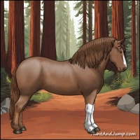 Horse Color:Chestnut 