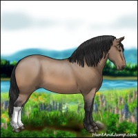 Horse Color:Bay Dun