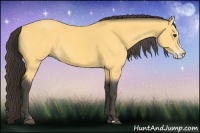 Horse Color:Buckskin Splash 