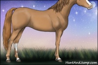 Horse Color:Chestnut Splash