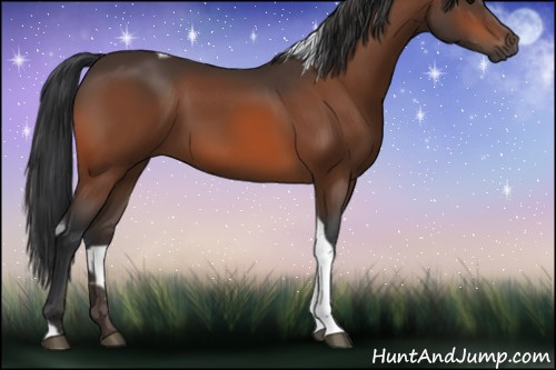 Horse Color:Bay Tobiano 