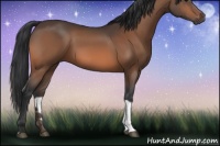 Horse Color:Bay Tobiano 