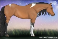 Horse Color:Bay Tobiano 