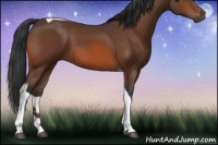 Horse Color:Bay Tobiano 