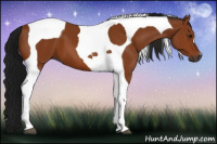 Horse Color:Gray Bay Tobiano 