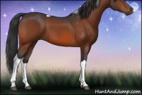Horse Color:Bay Tobiano 
