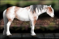 Horse Color:White Spotted Bay Sabino