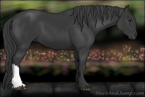 Horse Color:Black 