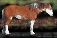 Horse Color:Bay Sabino Rabicano 