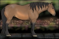 Horse Color:Buckskin 