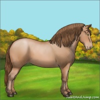 Horse Color:Bay Pearl