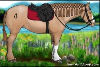 Horse Color:Bay Pearl 