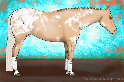 Horse Color:White Spotted Silver Bay Pearl Appaloosa 