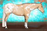Horse Color:White Spotted Silver Bay Pearl Appaloosa 
