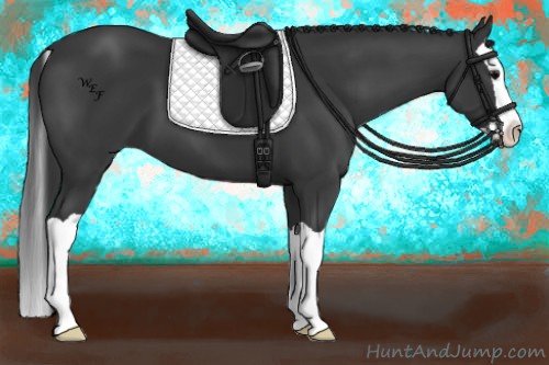 Horse Color:Black Splash 