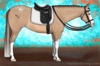 Horse Color:Amber Champagne Splash Appaloosa 