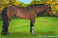 Horse Color:Brown Rabicano  and Bay Rabicano 