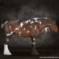 Horse Color:White Spotted Liver Chestnut Rabicano 