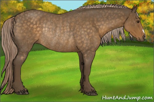 Horse Color:Chocolate Palomino Roan Rabicano 